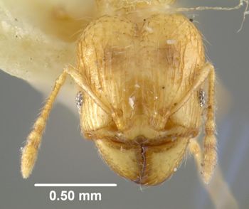 Media type: image; Entomology 8694   Aspect: head frontal view